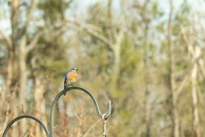 This pretty bluebird came out to the shepherds hook to rest. The little avian sat on the metal pole for a bit. His rusty orange belly with a white patch stands out from his blue head and dark eyes. photo