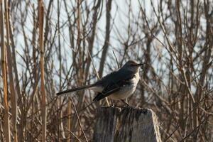 This cute little mockingbird sat perched on a fence when I took the picture. He sat there posing for me and taking a rest from flight. I love the brown colors all around that suggest the Fall season. photo