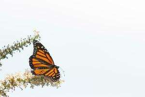 This beautiful monarch butterfly is visiting this wildflower to collect nectar. His little legs clinging to the petals and helping to pollinate. His pretty orange, black, and white wings facing out. photo