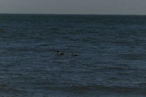 These two little ducks were seen in this image swimming across the pond. These are mallards. The male with the bright green head is in the front. The brown female is in the back. The water is calm. photo