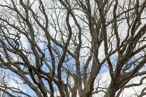 Bare branches of a tree reaching out. The long limbs are without leaves due to the Fall season. Looking like tentacles or a skeletal structure. The blue sky can be seen in the back with white clouds. photo