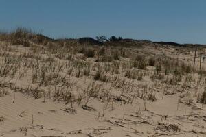 This beautiful tall grass stands here blowing in the breeze. This is part of the dune of Sunset Beach in Cape May New Jersey. The green vegetation to help from erosion. The brown sand all around photo