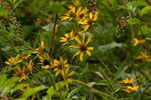 This beautiful wildflower field has Fall colors all around. The yellow petals of the false sunflower are quite long. The green berries of the pokeweed hang from the red stem of the green plant. photo