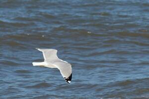 This seagull in this image is soaring across the water in search of food. The large wings are spread so it can glide along the bay breeze. The pretty white, grey, and black feathers stand out. photo