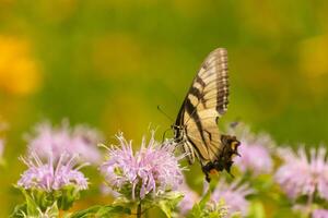 Butterfly coming out into the wildflower field for some nectar. The eastern tiger swallowtail has her beautiful black and yellow wings stretched out. Her legs holding onto a wild bergamot flower. photo