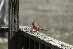 esta hermosa rojo cardenal llegó fuera a el marrón de madera barandilla de el cubierta para alimento. su hermosa mohawk en pie Derecho arriba con su negro mascarilla. esta pequeño aviar es rodeado por alpiste. foto