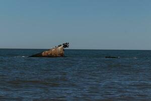 Sunken ship protruding from the ocean. The brown rusty hull coming out of the surf is now a sanctuary for shorebirds. Double-crested cormorants are resting on top. The ocean is quite calm. photo