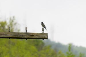 esta oriental pájaro real estaba encaramado en parte superior de esta correo. ellos son un especies de tirano papamoscas. su gris plumas mirando bonito en contra el mierda barriga. esta visto en contra un blanco cielo. foto