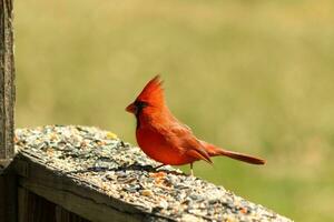 esta hermosa rojo cardenal llegó fuera a el marrón de madera barandilla de el cubierta para alimento. su hermosa mohawk en pie Derecho arriba con su negro mascarilla. esta pequeño aviar es rodeado por alpiste. foto