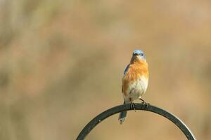 This beautiful bluebird came out to the shepherds hook to rest. The little avian sat on the metal pole for a bit. His rusty orange belly with a white patch stands out from his blue head and dark eyes. photo