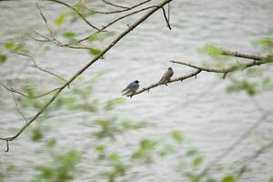 These two cute tree swallows were sitting in the branch over top of a river. The bright blue bird is the male. The brown one is a female. These two are relaxing while waiting for insects to eat. photo