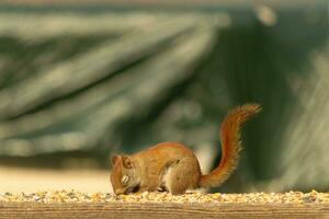 This cute little red squirrel came out to the railing of my deck. His cute little eye is closed. His fluffy tail out to keep him balance. This little rodent is surrounded by birdseed. photo