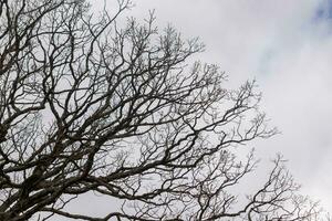 Bare branches of a tree reaching out. The long limbs are without leaves due to the Fall season. Looking like tentacles or a skeletal structure. The grey sky can be seen in the back with white clouds. photo