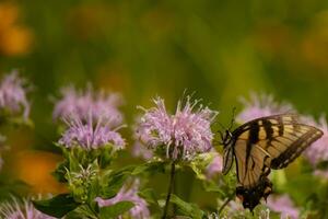 Butterfly coming out into the wildflower field for some nectar. The eastern tiger swallowtail has her beautiful black and yellow wings stretched out. Her legs holding onto a wild bergamot flower. photo