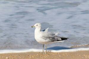 This large seagull is standing at the beach around the water in search of food. The grey, white, and black feathers of this shorebird stand out from the brown sand and ocean water. photo
