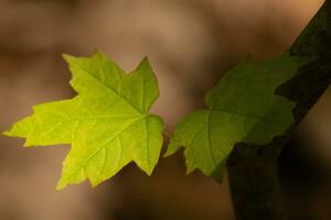 This sugar maple leaf was handing in the forest. The sunlight reflecting off almost makes it look like it is glowing. The creases in the leaf are actually veins. photo