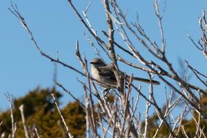 esta linda pequeño sinsonte se sentó posando en el árbol cuando yo tomó el fotografía. el ramas él se sentó en hizo no tener ninguna hojas a esconder a él. el invierno temporada es sólo finalizando y primavera es llegando foto