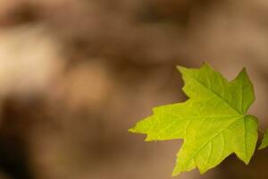 This sugar maple leaf was handing in the forest. The sunlight reflecting off almost makes it look like it is glowing. The creases in the leaf are actually veins. photo