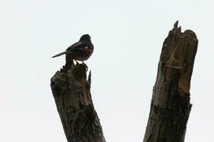 This Baltimore Oriole is perched on this wooden post in the field. His beautiful black, orange, and white body standing out against the white background. This is a migratory bird. photo