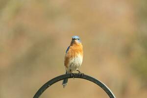 This pretty bluebird came out to the shepherds hook to rest. The little avian sat on the metal pole for a bit. His rusty orange belly with a white patch stands out from his blue head and dark eyes. photo