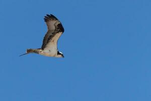 This beautiful osprey bird was flying in the clear blue sky when this picture was taken. Also known as a fish hawk, this raptor looks around the water for food to pounce on. photo