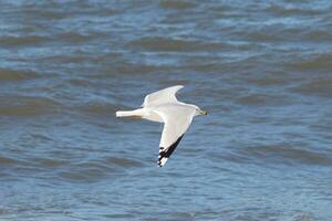 This seagull in this image is soaring across the water in search of food. The large wings are spread so it can glide along the bay breeze. The pretty white, grey, and black feathers stand out. photo