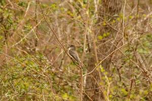 This cute little eastern phoebe can be seen trying to blend in with his surroundings. The brown feathers works as camouflage while they stalk from afar.  These little birds are a type of flycatcher. photo