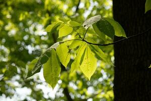 These are the leaves of the American beech tree. The oval looking leaf with the jagged edges all around. The sunlight catching the leaves in the branches, almost making them glow. photo