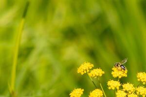 This little yellow-legged mining bee was out collecting nectar in this field. The little insect is sitting in a golden alexander flower and helping to pollinate. The tiny bug has a striped body. photo