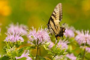 Butterfly coming out into the wildflower field for some nectar. The eastern tiger swallowtail has her beautiful black and yellow wings stretched out. Her legs holding onto a wild bergamot flower. photo