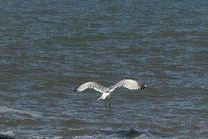 hermosa Gaviota tomando apagado desde el negro rocas de el embarcadero. esta grande aves playeras tiene alas untado abierto a planeo en el vientos viniendo apagado el océano. él tiene bonito negro, gris, y blanco plumas. foto