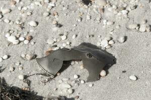 This cracked piece of horseshoe crab shell lay on the beach. The roughness of the sea broke this apart. The little eye showing on the top or the brown armor.  Pebbles lay all around among the sand. photo