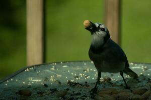 This cute little blue jay came out to visit my deck the other day. I love the look of the peanut in his beak and the dark look of this image. This bird's cute little blue feathers really stand out. photo