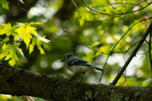 Blue jay bird standing on a branch in the woods. The bird is perched with green leaves all around, almost trying to blend in. The blue, grey, and white colors stand out as the corvid walks across. photo