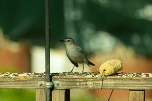 This cute little catbird was perched on the wooden railing of my deck when I took this picture. The little bird was around birdseed and came out for some food. I love his cute little grey body. photo