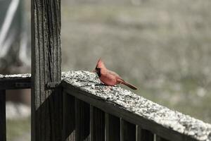 This beautiful red cardinal came out to the brown wooden railing of the deck for food. His beautiful mohawk standing straight up with his black mask. This little avian is surrounded by birdseed. photo