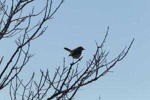 This cute little mockingbird sat posing in the tree when I took the picture. The branches he sat in did not have any leaves to hide him. The Winter season is just ending and Spring is arriving. photo