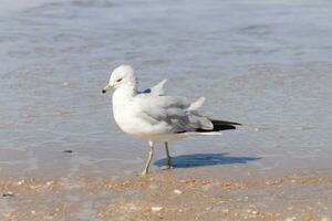 This large seagull is standing at the beach around the water in search of food. The grey, white, and black feathers of this shorebird stand out from the brown sand and ocean water. photo