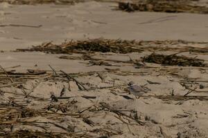 esta linda pequeño tubería chorlito estaba visto aquí en el playa cuando yo tomó esta fotografía. esta aves playeras es entonces minúsculo y búsquedas el arena para comida lavado arriba por el navegar. yo amor el anillo alrededor su cuello. foto