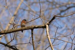 Cute little bluebird sat perched on this tree branch to look around for food. His rusty orange belly with a white patch stands out from the blue on his head. These little avian feels safe up here. photo