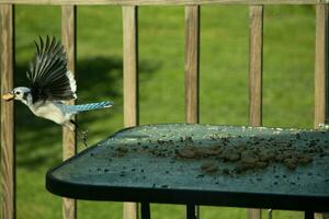 I love the look of this blue jay frozen in the air. This bird was just taking off from the table and is leaving with a peanut in his beak. His beautiful outstretched wings with pretty blue feathers. photo