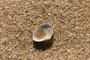 esta hermosa almeja cáscara estaba al revés abajo en el playa cuando yo herramienta el fotografía. el pequeño poco de arena laico en él. yo amado el Mira de el arena y minúsculo guijarros ese rodeado eso y el textura. foto