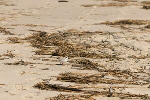 This cute little Piping Plover was seen here on the beach when I took this picture. This shorebird is so tiny and searches the sand for food washed up by the surf. I love the ring around his neck. photo