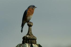 Cute little bluebird came out to visit the wooden birdfeeder. His rusty orange belly with a white patch stands out from his blue head. His dark eyes look across the way. This little avian is posing. photo