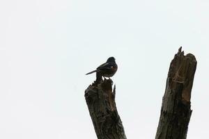 This Baltimore Oriole is perched on this wooden post in the field. His beautiful black, orange, and white body standing out against the white background. This is a migratory bird. photo