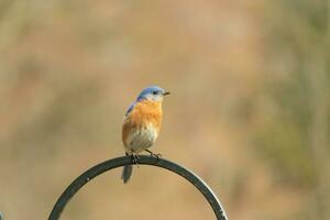 This beautiful bluebird came out to the shepherds hook to rest. The little avian sat on the metal pole for a bit. His rusty orange belly with a white patch stands out from his blue head and dark eyes. photo