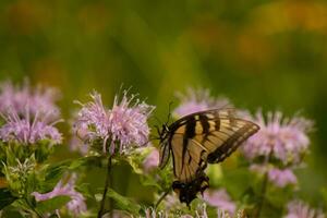 Butterfly coming out into the wildflower field for some nectar. The eastern tiger swallowtail has her beautiful black and yellow wings stretched out. Her legs holding onto a wild bergamot flower. photo