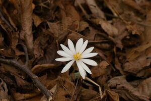 This bloodroot wildflower sits among the brown leaves in the woods. The long white petals stretching out from the yellow center.  This flower is a pretty patch of color that stands out. photo