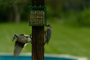 Two birds out together for some food. These avians came for some suet on the post. The blue jay has his wing outstretched getting ready for flight. The red-bellied woodpecker is clinging to the post. photo