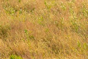 I loved the look of this field as I walked by. The tall brown grass swaying in the breeze. The brown colors of the landscape show the Fall season. photo